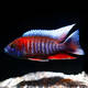 Aulonocara Red Jacobfreibergi 6-7cm