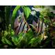 Pterophyllum Scalare Rio Nanay M/L