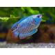 Gourami Dwarf Neon (M/F) L