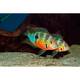 Cichlasoma Ellioti S/M