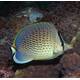 Chaetodon Guttatissimus