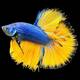 Betta Half-Moon Mustard Male XL