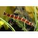 Kuhlii Loach XL Kuhlii Loach XL