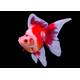 Carassius Auratus Ryukin Red/white 8-10cm