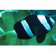 Amphiprion clarkii (Black) -  Bred