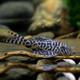 Hypancistrus SP. L400 S/M