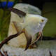 Pterophyllum Scalare Green Seal Point M