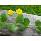 Stoffels Lysimachia nummularia