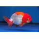 Carassius Auratus Ranchu Red-White 8-10cm
