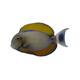 Acanthurus Bariene M Acanthurus Bariene M