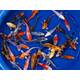 Koi Selected SBS 11-13cm Koi Selected SBS 11-13cm