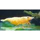 Neocaridina Davidi Sunkist Gold Powder