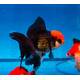 Carassius Auratus Lion Head Black Red Cap 8-10cm