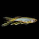 Danio Rerio Longfin