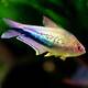 Tetra Rainbow