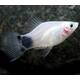 Platy White Mickey