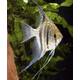 Pterophyllum Surinam Red Spotted M