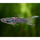 Poecilia Reticulata Wiener Smaragd (m/f)