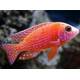 Aulonocara Firefish 6-7cm