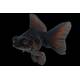Carassius Auratus Butterfly Black 5-6cm