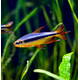 Cherry Red Congo Tetra