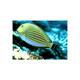 Acanthurus Lineatus M