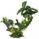 Aqua Della Flora Scape 2 L - 28x15x23,5CM Aqua Della Flora Scape 2 L - 28x15x23,5CM