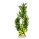 Aqua Della Plant Elodea Densa XL 46cm Aqua Della Plant Elodea Densa XL 46cm
