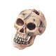 Aqua Della Skull L - 15CM Aqua Della Skull L - 15CM