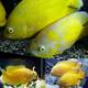 Astronotus Ocellatus Lemon S/M