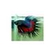 Betta Crowntail Male XL
