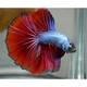 Betta Half-Moon Butterfly Male L