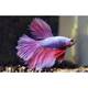 Betta Half Moon Lavender Male XL