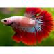 Betta Splendens Half Moon Male