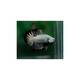 Betta Splendens Black Dragon Male L