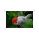 Carassius Auratus Lion Head Red Cap 5-6cm