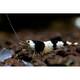 Caridina cf. Cantonensis Crystal Black