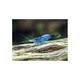 Caridina Davidi Rili Blue