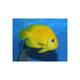Centropyge Flavissimus S