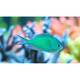 Chromis Viridis M