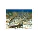 Corydoras Paleatus