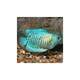 Gourami Cobalt Blue Dwarf (M/F)