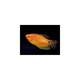 Gourami Gold M