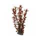 Hobby Rotala 30cm