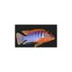 Labidochromis Hongi Red Top M