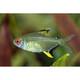 Lemon Tetra M