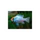 Microgeophagus Ramirezi Electric Blue 4-4.5cm