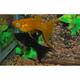 Molly Sailfin Mix Longfin M