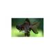 Oranda Black Telescop Eye 5-6cm