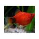 Platy Coral Red Mickey M